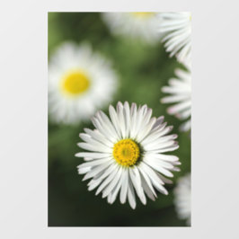 Raamfolie - Foto van madeliefjes bloemen Raamsticker