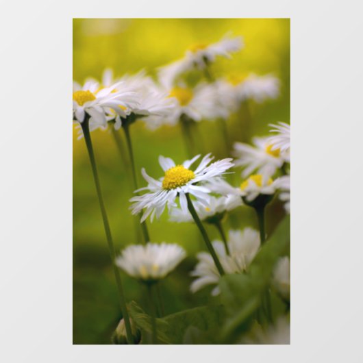 Raamfolie - Foto van madeliefjes Raamsticker (Vel)