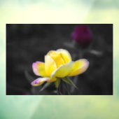 Raamfolie - Gele Rozenfotografie Raamsticker (Vel 3)