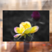 Raamfolie - Gele Rozenfotografie Raamsticker (Vel 2)