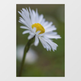 Raamfolie - Madeliefje Bloem Natuurfotografie Raamsticker