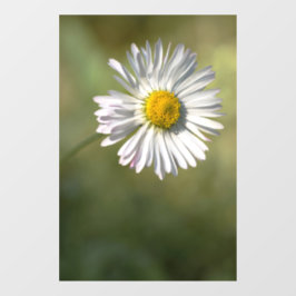 Raamfolie - Madeliefje Bloem Natuurfotografie Raamsticker