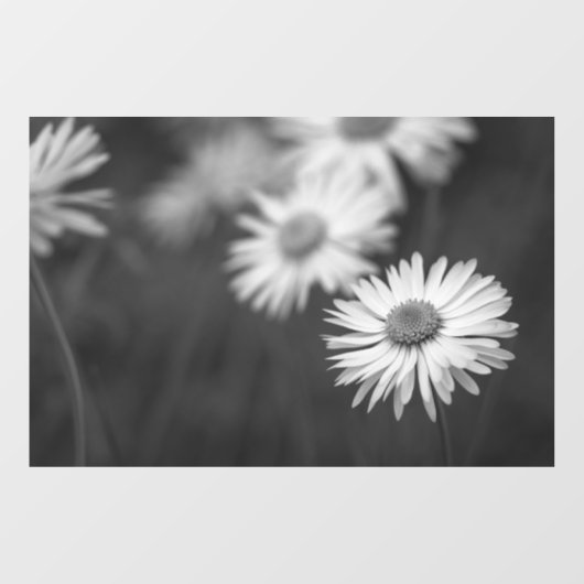 Raamfolie - Madeliefjes Bloem BW Raamsticker (Vel)
