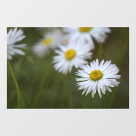 Raamfolie - Madeliefjes Bloem Natuurfotografie Raamsticker