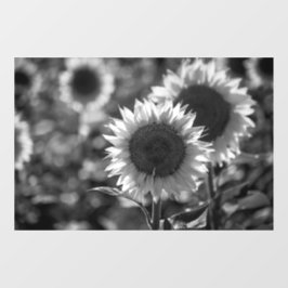Raamfolie - Monochrome Zonnebloemen Raamsticker