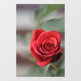 Raamfolie - Rode Roos Elegantie Fotografie Raamsticker