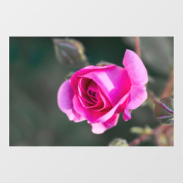 Raamfolie - Roos en knoppen foto Raamsticker
