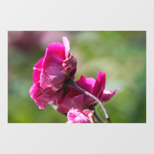 Raamfolie - Roos - Magenta Grace Raamsticker (Vel)