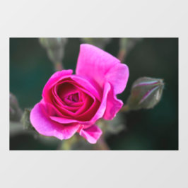 Raamfolie - Roze Roos en Knoppen Foto Raamsticker