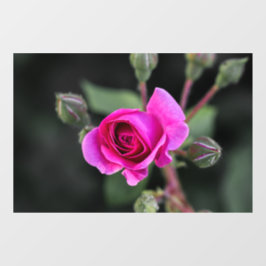 Raamfolie - Roze Roos En Knoppen Fotografie Raamsticker