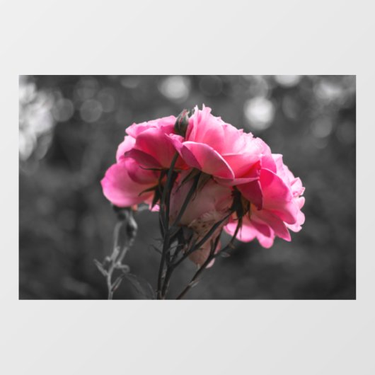 Raamfolie - Roze Rozen Elegantie Raamsticker (Vel)