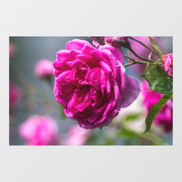 Raamfolie - Roze Rozenfotografie Raamsticker