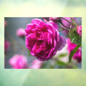Raamfolie - Roze Rozenfotografie Raamsticker (Vel 3)