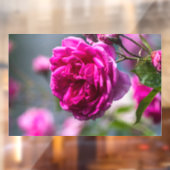 Raamfolie - Roze Rozenfotografie Raamsticker (Vel 2)