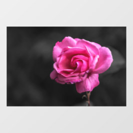 Raamfolie - Roze Rozenfotografie Raamsticker