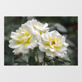 Raamfolie - Wit Rozen Fotografie Raamsticker