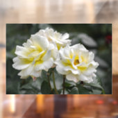 Raamfolie - Wit Rozen Fotografie Raamsticker (Vel 2)