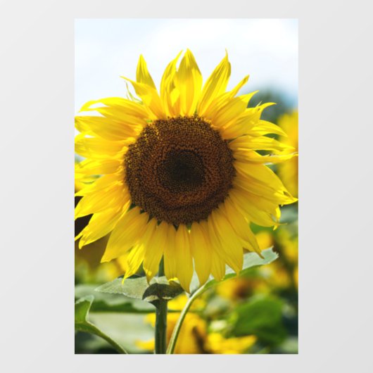 Raamfolie - Zonnebloem Geïsoleerd Raamsticker (Vel)