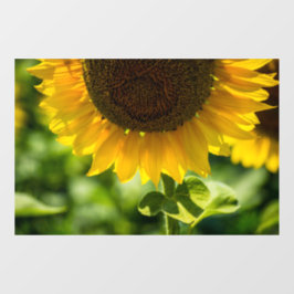 Raamfolie - Zonnebloem in bloei fotografie Raamsticker