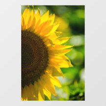 Raamfolie - Zonnebloem Op Het Veld Fotografie