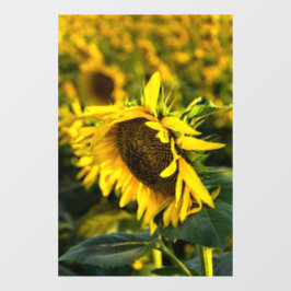 Raamfolie - Zonnebloem vangt de zon Raamsticker