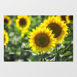Raamfolie - Zonnebloemen in bloei Raamsticker