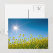 raapveld briefkaart (Voorkant / Achterkant)