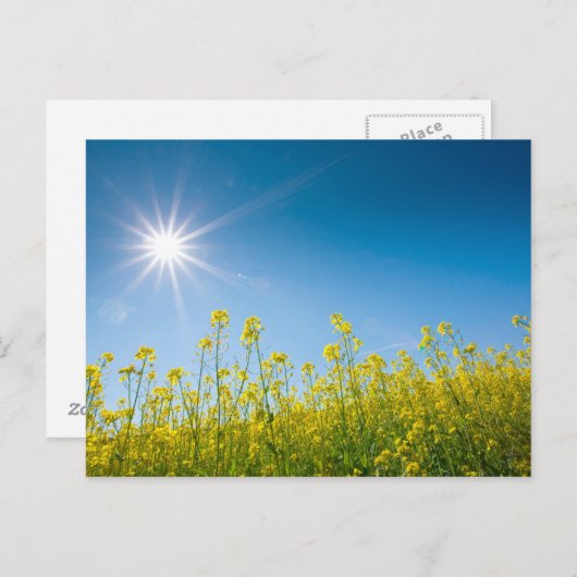 raapveld briefkaart (Voorkant / Achterkant)