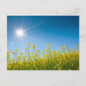 raapveld briefkaart (Voorkant)