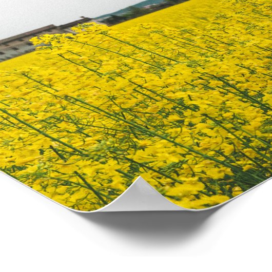 Raapzaad Poster (Hoek)