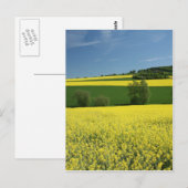 Raapzaadveld nabij Bavenhausen, Duitsland Briefkaart (Voorkant / Achterkant)