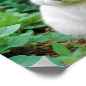 Rabbit Animal Natuur Wildlife Affection Caring Poster (Hoek)