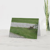 Rabbit, Birthday Kaart (Achterkant)