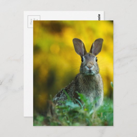 Rabbit Bunny Wildlife Forest Briefkaart (Voorkant / Achterkant)
