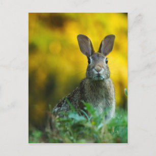 Rabbit Bunny Wildlife Forest Briefkaart