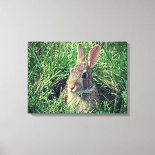 Rabbit Canvas Print
