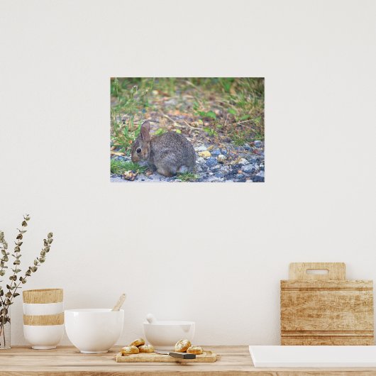 Rabbit Foto Poster (Keuken)