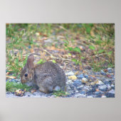 Rabbit Foto Poster (Voorkant)