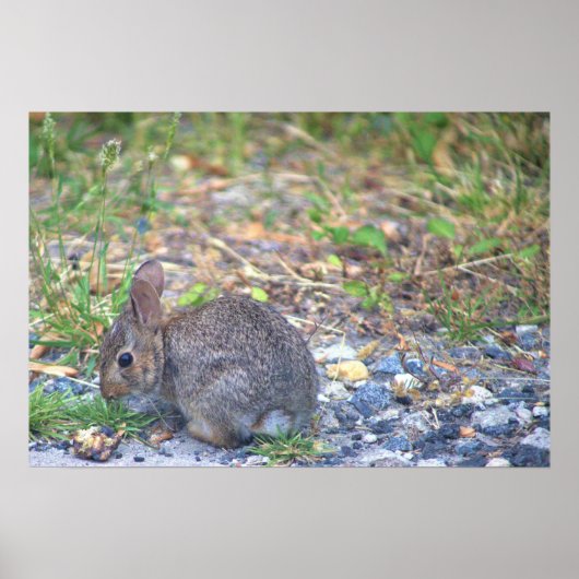 Rabbit Foto Poster (Voorkant)