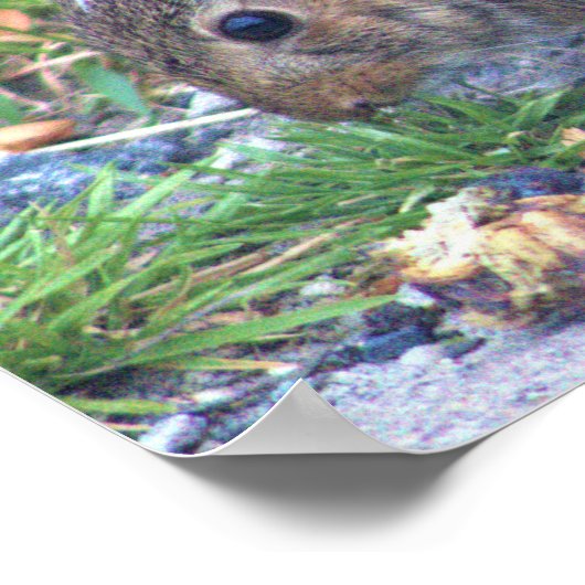 Rabbit Foto Poster (Hoek)