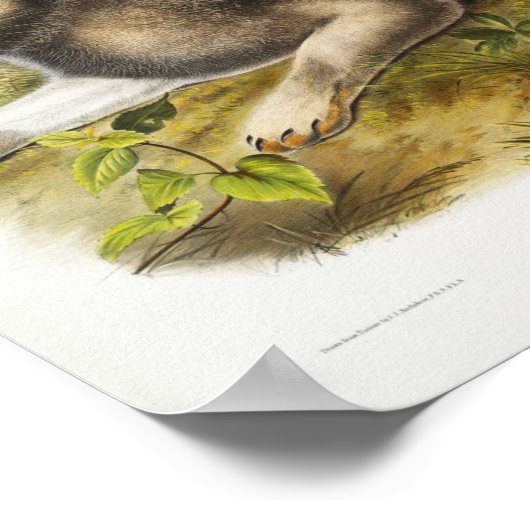 Rabbit Illustration Poster (Hoek)