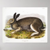 Rabbit Illustration Poster (Voorkant)