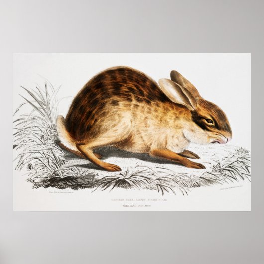 Rabbit Illustration Poster (Voorkant)
