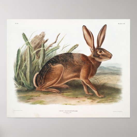 Rabbit Illustration Poster (Voorkant)