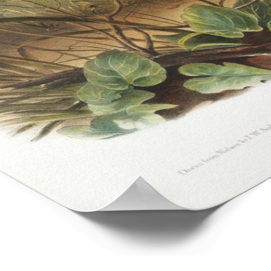 Rabbit Illustration Poster (Hoek)