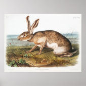 Rabbit Illustration Poster (Voorkant)