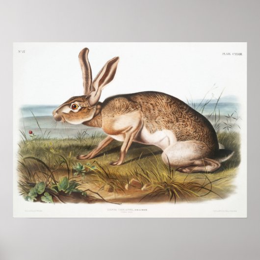 Rabbit Illustration Poster (Voorkant)