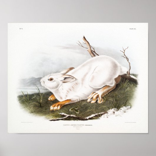 Rabbit Illustration Poster (Voorkant)