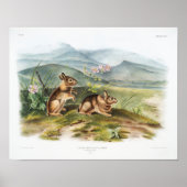 Rabbit Illustration Poster (Voorkant)