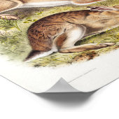 Rabbit Illustration Poster (Hoek)